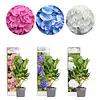 Hydrangea macrophylla gemengd | 9 cm pot | ca. 15 tot 25 cm hoog | verkoop per stuk
