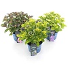 Hydrangea macrophylla gemengd | 10 cm pot | ca. 15 tot 25 cm hoog | verkoop per stuk