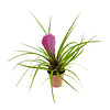 Tillandsia cyanea paars | 5 cm pot | ca. levering in kweekpot