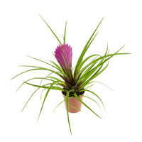 Tillandsia cyanea paars terrariumplant en kamerplant | 5 cm pot | compacte bloeiende bromelia