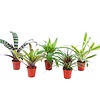 Bromelia gemengd Forrest | Per stuk | 5,5 cm pot | 15 cm hoog