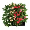 Christusdoorn (Euphorbia milii) | 6 cm pot | 12 cm hoog | Diverse kleuren | Per stuk