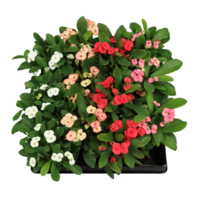 Christusdoorn (Euphorbia milii) terrarium en kamerplant | 6 cm pot | 12 cm hoog | Diverse kleuren bloemen | Verkoop per stuk
