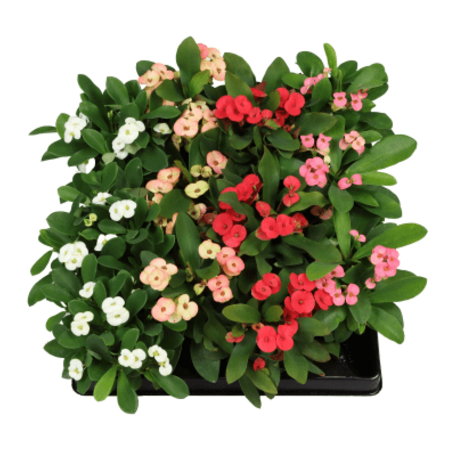 Christusdoorn (Euphorbia milii) terrarium en kamerplant | 6 cm pot | 12 cm hoog | Diverse kleuren bloemen | Verkoop per stuk