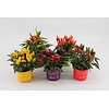 Capsicum annuum Salsa gemengde kleuren | per stuk | ca. 20 cm hoog | 10,5 cm pot
