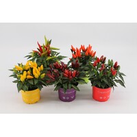 Capsicum annuum Salsa gemengde kleuren | Sierpeper per stuk | Ca. 20 cm hoog | In 10,5 cm pot