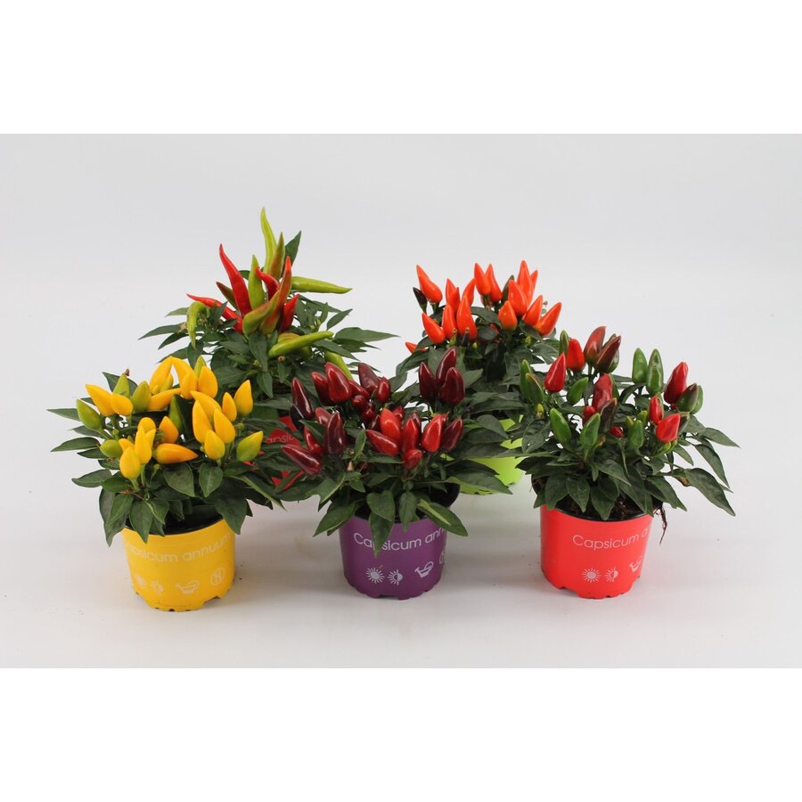 Capsicum annuum Salsa gemengde kleuren | Sierpeper per stuk | Ca. 20 cm hoog | In 10,5 cm pot