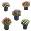 Catharanthus roseus Soirée | Verschillende kleuren | 10 cm hoog | 6 cm pot | Per stuk