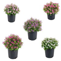 Catharanthus roseus Soirée | Verschillende kleuren | Ca. 10 cm hoog | In 6 cm pot | Verkoop per stuk