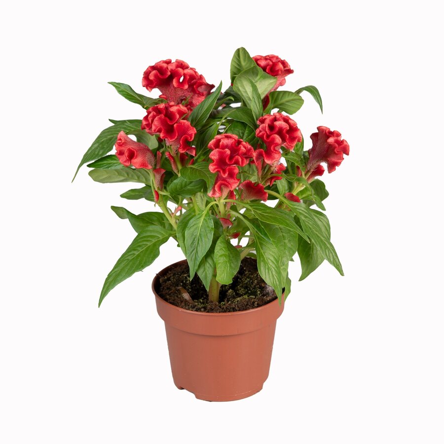 Celosia Argentea Var. Cristata Tasty Twist | Hanenkam | Ca. 30 cm hoog | In 12 cm pot | Kleurrijke zomerbloeier