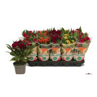 Celosia Argentea Var. Cristata Tasty Twist | Hanenkam | Ca. 30 cm hoog | In 12 cm pot | Kleurrijke zomerbloeier