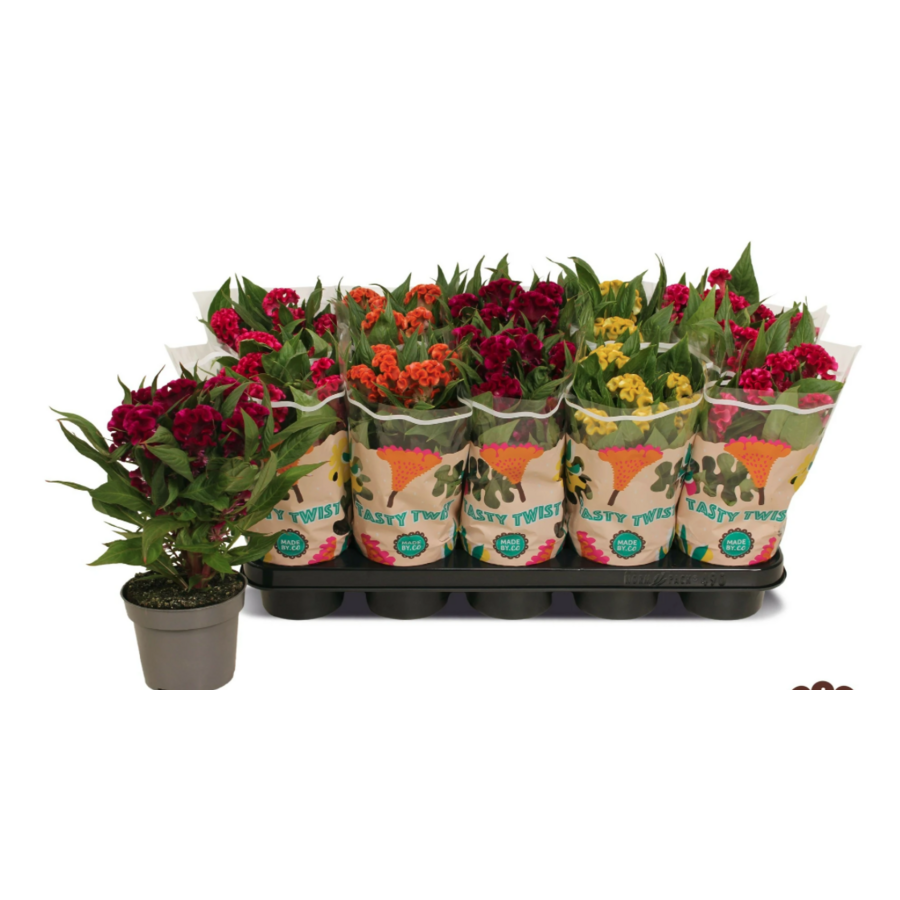 Celosia Argentea Var. Cristata Tasty Twist | Hanenkam | Ca. 30 cm hoog | In 12 cm pot | Kleurrijke zomerbloeier