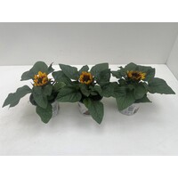 Helianthus annuus Tiger Eye (zonnebloem) | 15 tot 25 cm hoog | In 12 cm pot | Compacte eenjarige tuinplant