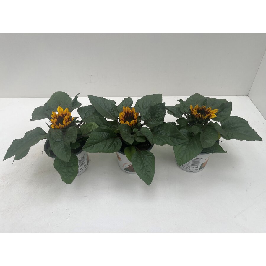 Helianthus annuus Tiger Eye (zonnebloem) | 15 tot 25 cm hoog | In 12 cm pot | Compacte eenjarige tuinplant