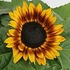 Helianthus annuus Tiger Eye | Zonnebloem | 15 tot 25 cm hoog | 12 cm pot