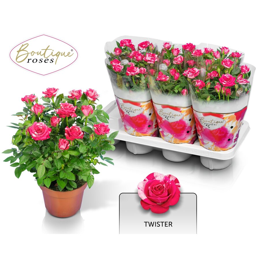 Rosa Twin Color roze en wit | bloeiende potroos | ca. 25 cm hoog | in 14 cm pot