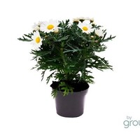 Argyranthemum frutescens La Rita Compact White | Witte struikmargriet | 25 cm hoog | In 12 cm pot
