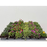 Delosperma cooperi diverse kleuren | IJsbloem mix | Gemixt geleverd | 7 cm pot | Verkoop per stuk