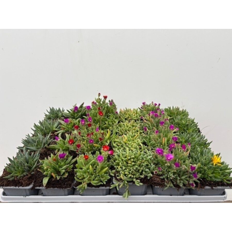 Delosperma cooperi diverse kleuren | IJsbloem mix | Gemixt geleverd | 7 cm pot | Verkoop per stuk