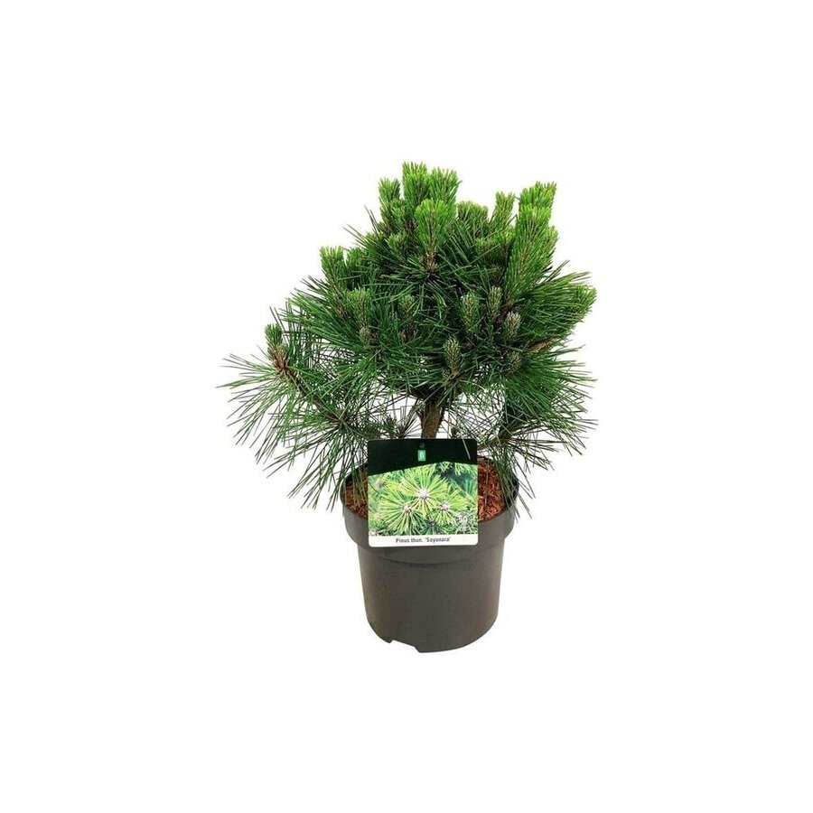 Pinus thunbergii | Japanse zwarte den | 45 cm hoog | In 18 cm pot | Groenblijvende tuinconifeer