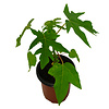 Carica Papaya | Papayaplant | 28 cm hoog | 12 cm pot