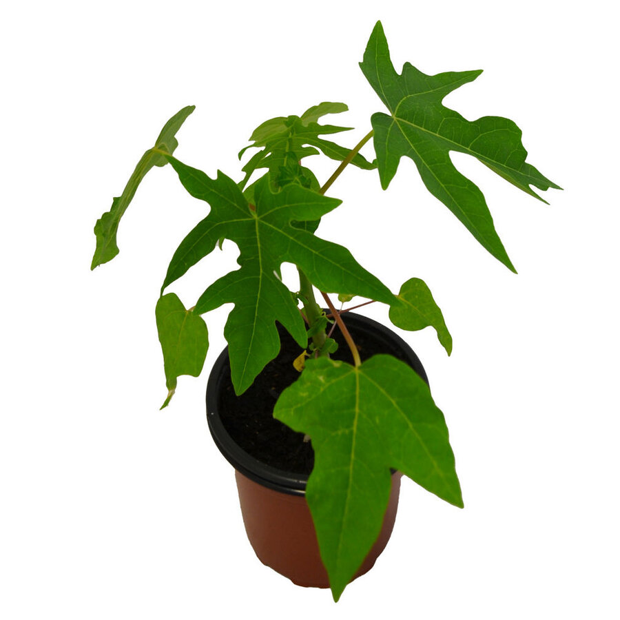 Carica Papaya | Papayaplant | 28 cm hoog | In 12 cm pot | Tropische kuipplant