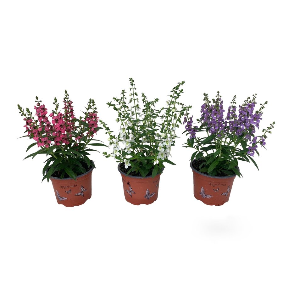 Angelonia gemengde kleuren | 10,5 cm pot | ca. 20 cm hoog | verkoop per stuk | kleurrijke zomerbloeier