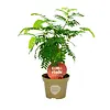 Tamarindus indica | Tamarinde | 12 cm pot | 45 cm hoog