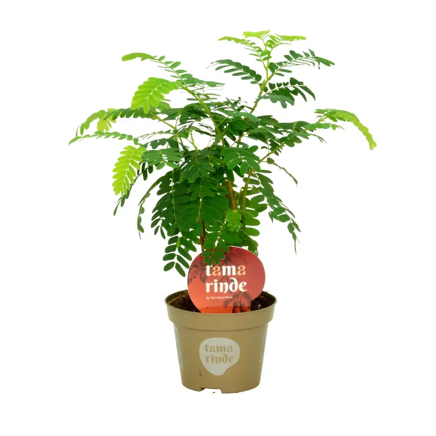 Tamarindus indica | Tamarinde terrarium- en kamerplant | 12 cm pot | circa 45 cm hoog | ook geschikt als kuipplant