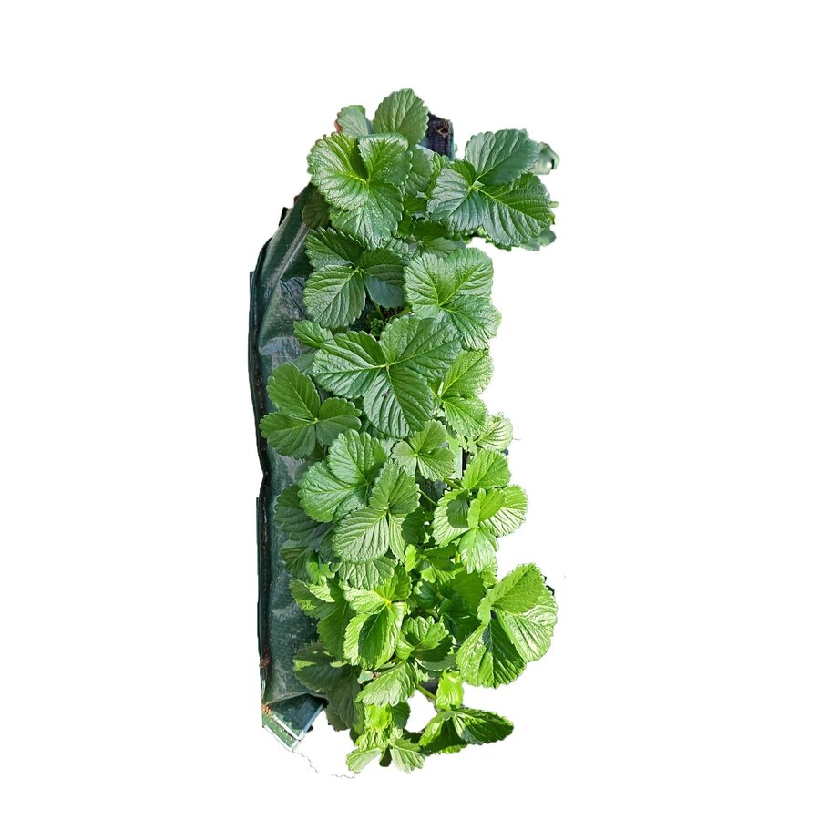 Fragaria Hanging hangende aardbei zak met diverse planten | ca. 30 cm hoog | Zomerfruit voor muur, balkon en terras | Verkoop per stuk