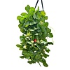 Fragaria Hanging | hangende aardbei zak | ca. 30 cm | verkoop per stuk