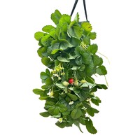Fragaria Hanging hangende aardbei zak met diverse planten | ca. 30 cm hoog | Zomerfruit voor muur, balkon en terras | Verkoop per stuk