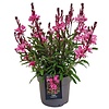 Gaura lindheimeri Gaudi Rose | Prachtkaars | 20 tot 30 cm hoog | 13 cm pot