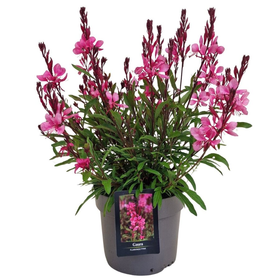Gaura lindheimeri Gaudi Rose | Prachtkaars met roze bloemen | 20 tot 30 cm hoog | In 13 cm pot