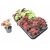 Plectranthus Coleus mix kleuren | Verkoop per stuk | 9 cm pot