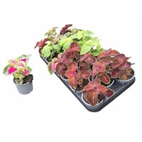 Plectranthus Coleus diverse kleuren | Verkoop per stuk | In 9 cm pot | Siernetel voor tuin, balkon en terras