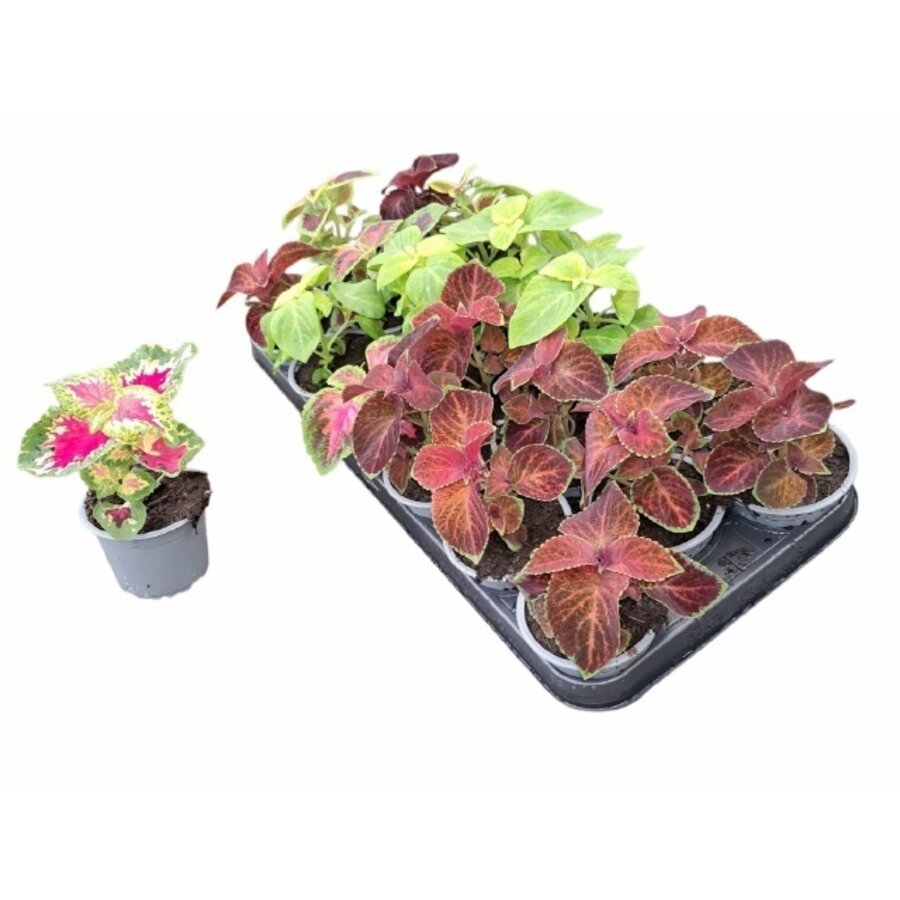 Plectranthus Coleus diverse kleuren | Verkoop per stuk | In 9 cm pot | Siernetel voor tuin, balkon en terras