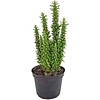 Opuntia subulata | Eva's naald | 12 cm pot | 24 cm hoog