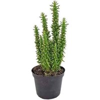Opuntia subulata (Eva's naald) terrarium- en kamerplant | 12 cm pot | circa 24 cm hoog