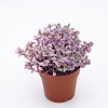 Tradescantia fluminensis | Vaderplant | 5 cm pot | 9 cm hoog