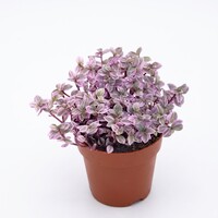 Tradescantia fluminensis | Vaderplant terrariumplant en kamerplant | 5 cm pot | hoogte 9 cm