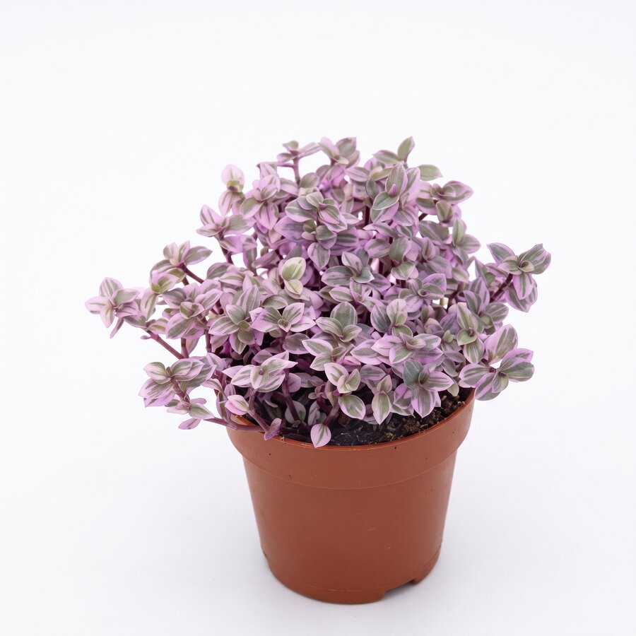 Tradescantia fluminensis | Vaderplant terrariumplant en kamerplant | 5 cm pot | hoogte 9 cm