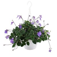 Streptocarpus saxorum in 25 cm hangpot | Kaapse primula | Rijkbloeiende hangplant voor balkon en terras