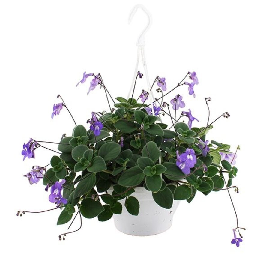 Streptocarpus saxorum in 25 cm hangpot | Kaapse primula | Rijkbloeiende hangplant voor balkon en terras