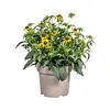 Gele zonnehoed (Rudbeckia) | 32 cm hoog | 13 cm pot