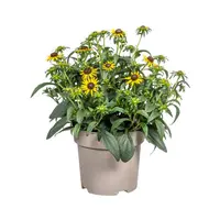 Gele zonnehoed (Rudbeckia) | 32 cm hoog | In 13 cm pot | Zonnige vaste plant