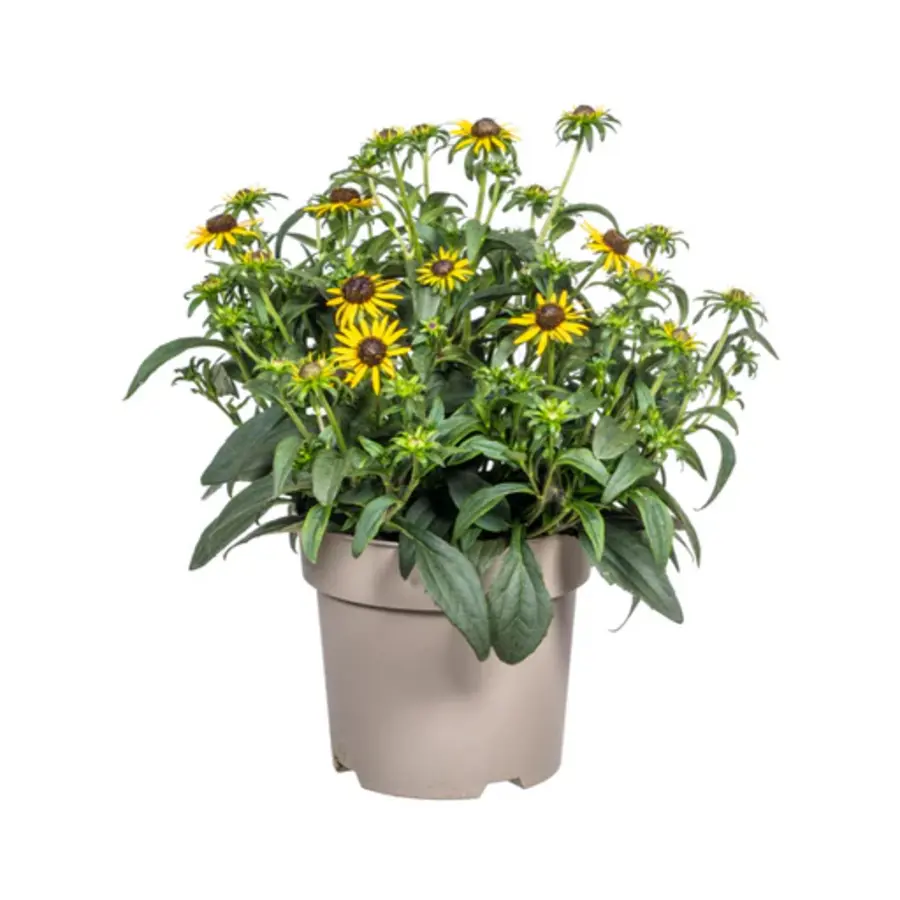 Gele zonnehoed (Rudbeckia) | 32 cm hoog | In 13 cm pot | Zonnige vaste plant