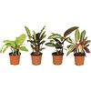 Calathea gemengd | 7 cm pot | 15 cm hoog | per stuk