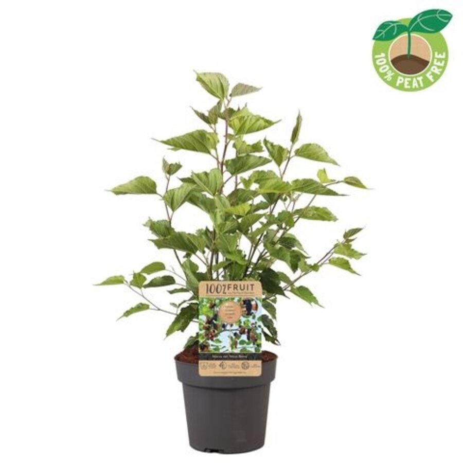 Morus rotundiloba 'Mojo Berry' rood | Dwergmoerbei | 65 cm hoog | In 15 cm pot | Compacte fruitstruik