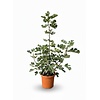 Ficus carica 'Brown Turkey' | 95 cm | 19 cm pot